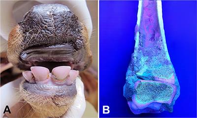 Case Report: A Possible Case of Congenital Erythropoietic Porphyria in a Gir Calf: A Clinical, Pathological, and Molecular Approach